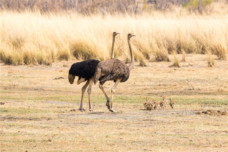 Erlebnis Nationalparks - Etosha bis Victoria Falls ©HannesThirion/istock